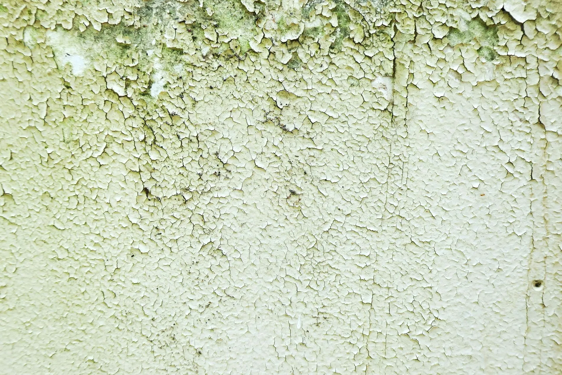 House home mold testing Palm Bay FL